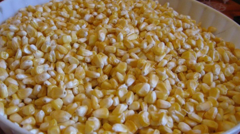 maïs beninlogis agrobusiness mais